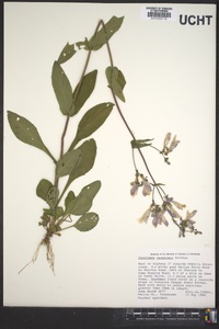 Penstemon canescens image