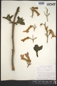 Paulownia tomentosa image