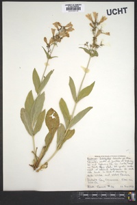 Penstemon laevigatus image