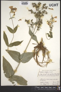 Penstemon laevigatus image