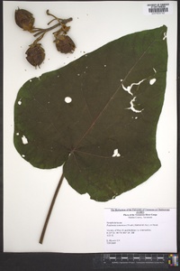 Paulownia tomentosa image