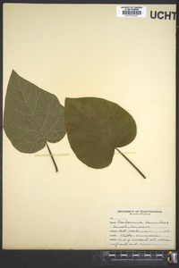 Paulownia tomentosa image