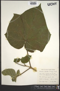 Paulownia tomentosa image