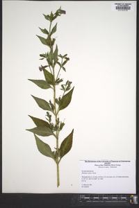 Mimulus alatus image