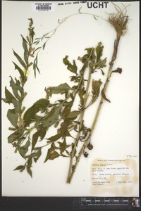 Mimulus alatus image