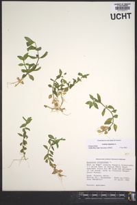 Gratiola virginiana image