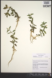 Gratiola virginiana image