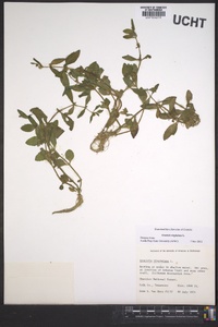Gratiola virginiana image