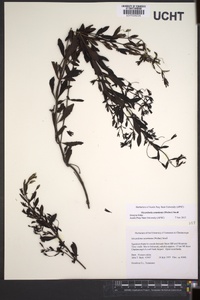 Mecardonia acuminata image
