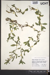 Bacopa caroliniana image