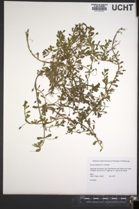 Bacopa monnieri image