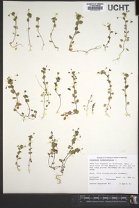 Veronica persica image