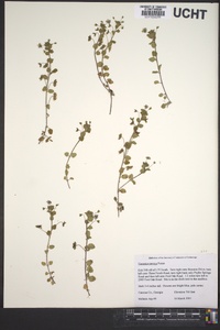 Veronica persica image