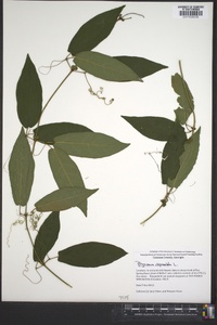 Bignonia capreolata image