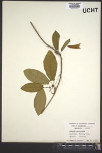 Bignonia capreolata image