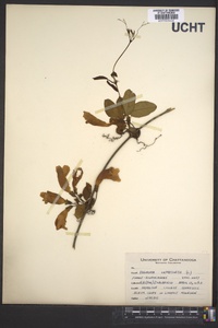 Bignonia capreolata image