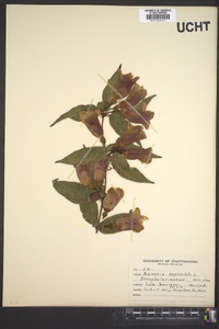 Bignonia capreolata image