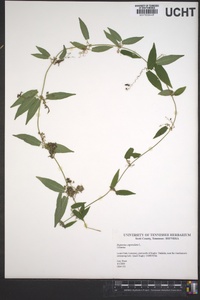 Bignonia capreolata image