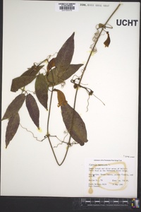 Bignonia capreolata image