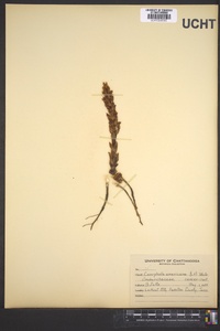 Conopholis americana image