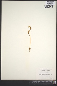 Orobanche uniflora image