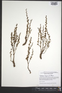 Epifagus virginiana image