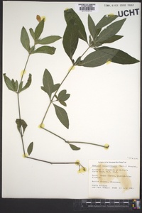 Ruellia caroliniensis image