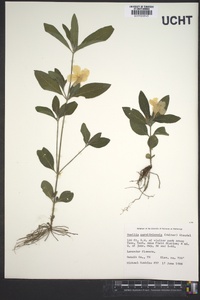 Ruellia caroliniensis image