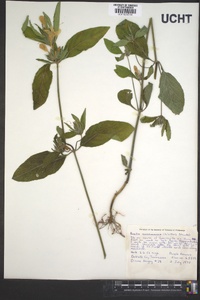 Ruellia caroliniensis image