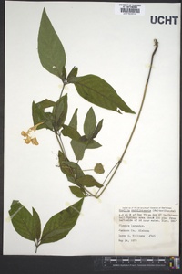 Ruellia caroliniensis image