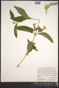 Ruellia caroliniensis image