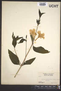 Ruellia caroliniensis image