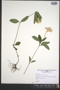 Ruellia caroliniensis image