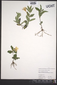 Ruellia caroliniensis image