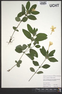 Ruellia caroliniensis image