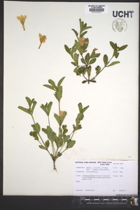 Ruellia caroliniensis image