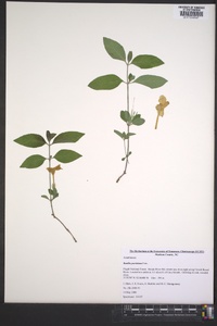 Ruellia purshiana image