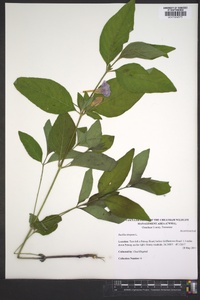 Ruellia strepens image