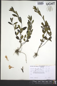 Ruellia humilis image