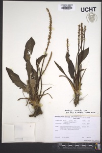 Plantago cordata image