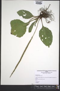 Plantago rugelii image