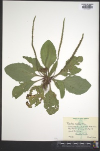 Plantago rugelii image