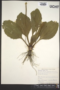 Plantago rugelii image