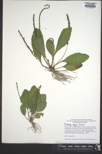 Plantago rugelii image