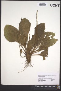 Plantago rugelii image