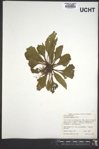 Plantago rugelii image