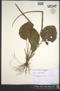 Plantago rugelii image