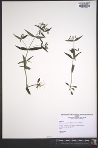 Houstonia canadensis image