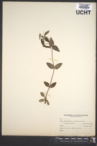 Houstonia purpurea image