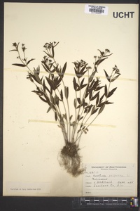 Houstonia purpurea image